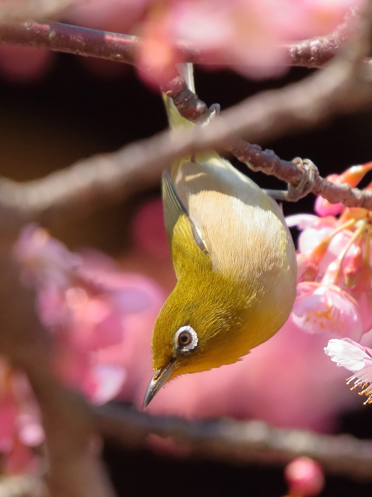 河津桜とともに