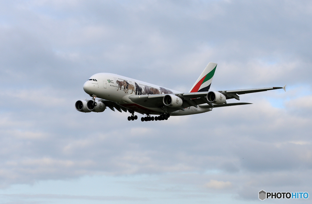 「ぶるー」エミレーツ動物愛護機 A380-861 Landing 