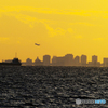 「そら〜」　✈東京湾の夕暮れ