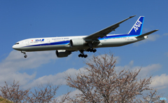 「青が大好き」 ANA 777-381 JA792A Landing
