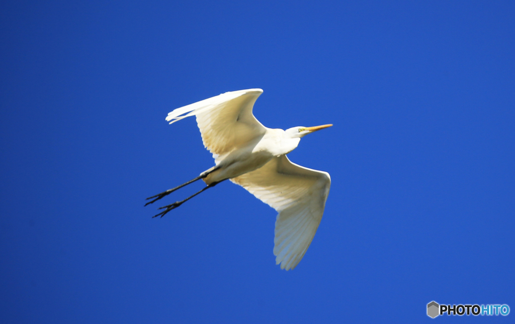 群青色」大鷺・飛び立ち by x191300cc-2 （ID：13398405） - 写真共有