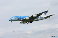 「ブルー」ANA Flying Honu JA381 到着　