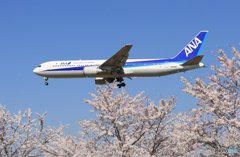 「蒼空」☮ひこうきの丘 と さくら☮