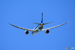 「青が大好き」 ANA 787-9 JA880A 離陸