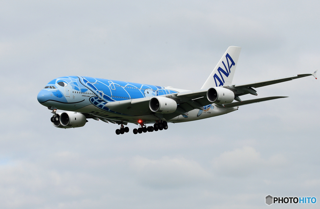 「青が好き」  ANA A380-841 「Flying Honu１」着陸