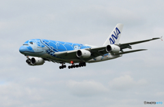 「青が好き」  ANA A380-841 「Flying Honu１」着陸