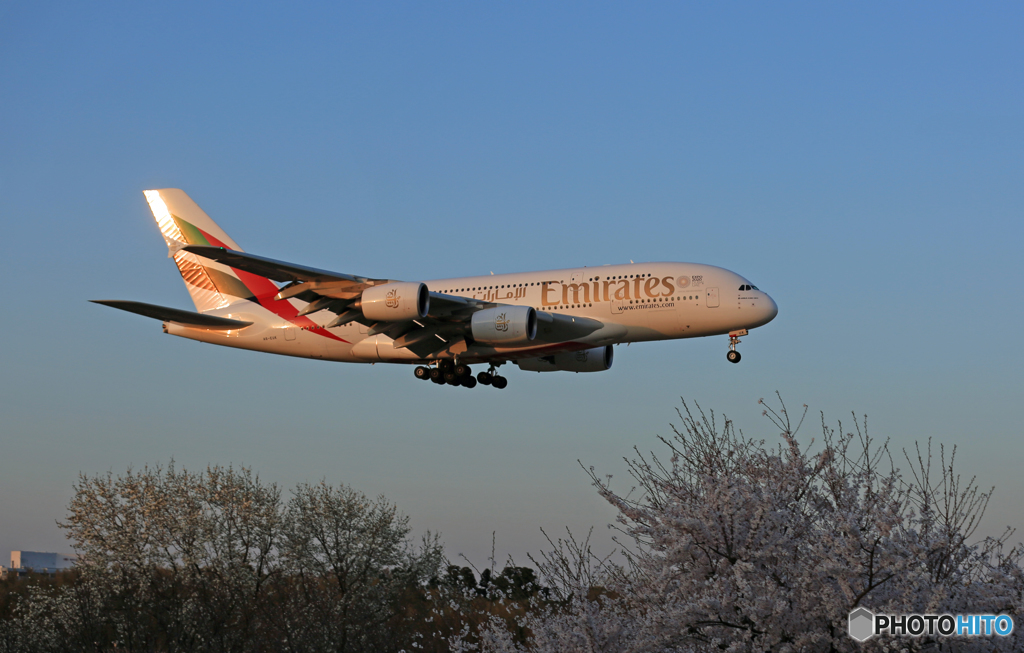 「良い天気」 さくらと 夕陽と ✈A380✈ Landing