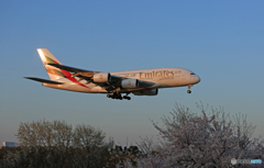 「良い天気」 さくらと 夕陽と ✈A380✈ Landing