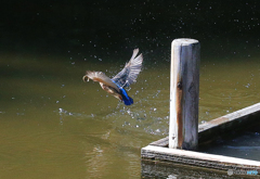 カワセミさん　 浮上する！