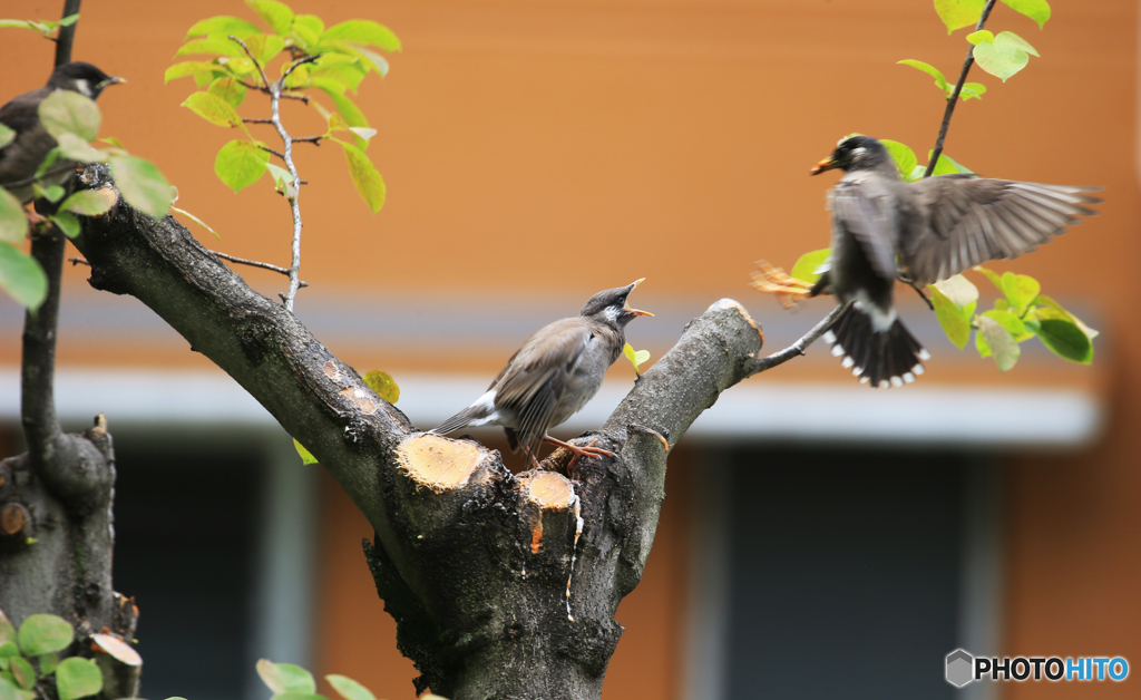 「すかい」仲良し鳥・春がお庭に来た！