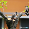 「すかい」仲良し鳥・春がお庭に来た！