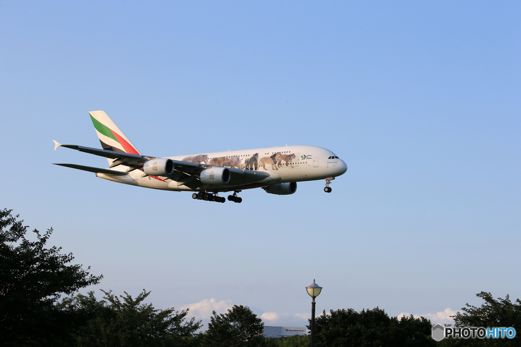 「良い空～」エミレーツ動物愛護機 A380-861到着です