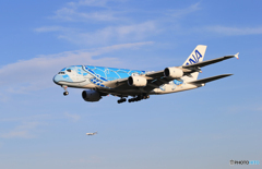「青が大好き」ANA A380-841 JA381A 着陸