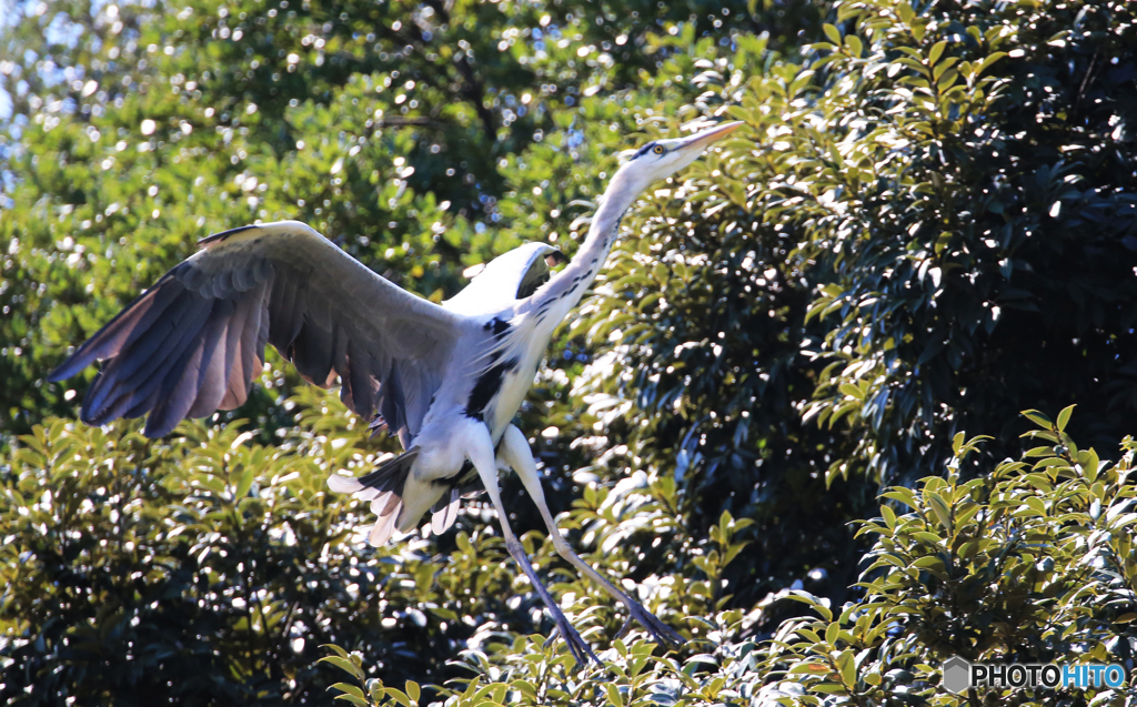 「SKY」青鷺さんの到着