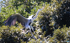 「SKY」青鷺さんの到着