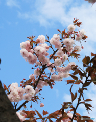 「すかい」青い空と櫻