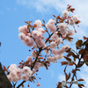 「すかい」青い空と櫻