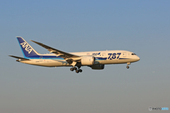 「スカイ」 ANA 787-8 JA814A Landing