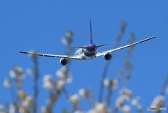 「良い天気」 さくらとTHAI 777-300 