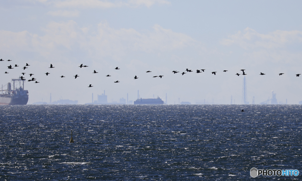 東京湾の渡り鳥