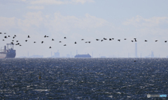 東京湾の渡り鳥