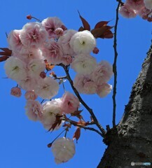 「はれ」　青空だよ  　でぇ八重