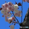 「はれ」　青空だよ  　でぇ八重