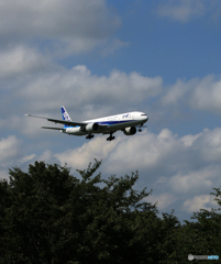 「青色が好き」 ANA 777 JA733A 