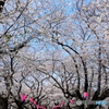 「青空」　権現堂桜堤の桜並木