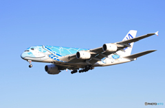 「良い空～」ANA Fling Honu A380-841 到着です