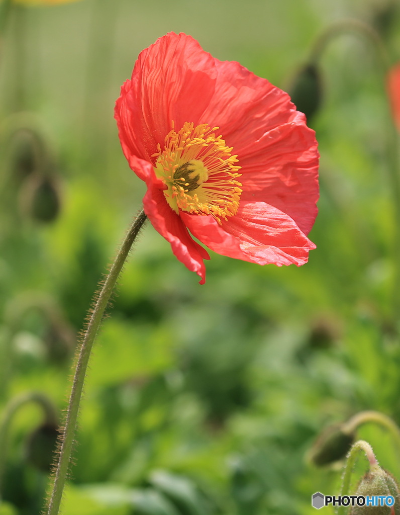 「蒼空」赤　い　ポ　ピ　ー　の　花