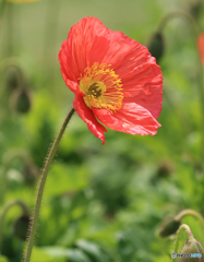 「蒼空」赤　い　ポ　ピ　ー　の　花