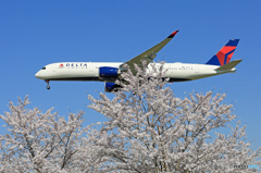 ☮さくらの花は・今しばらくお待ちください☮