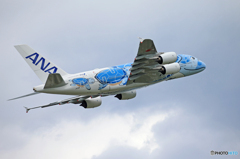 「スカイ」Flying Honu A380-841 離陸です