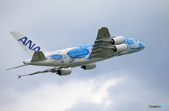 「スカイ」Flying Honu A380-841 離陸です