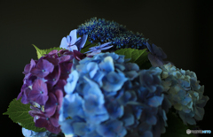「Blue」kiribana