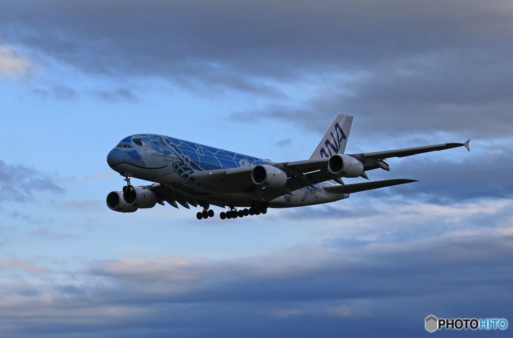 「青」☆Flying Honu A380-841 着陸です