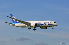 「青空」 ANA 787-8 JA808A 着陸