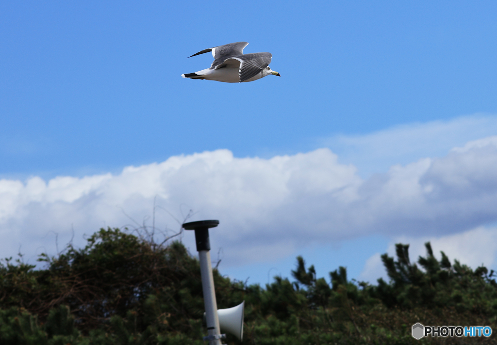 「ぶるー」ウミネコ（？）が　行く