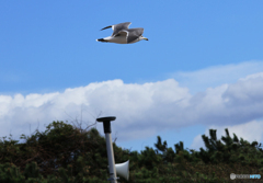 「ぶるー」ウミネコ（？）が　行く