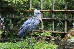 「青空」木靴の様なハシビロコウ！