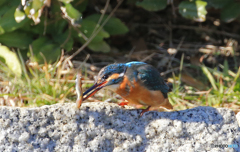 ㊗　カワセミのお食事処