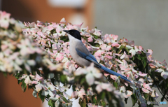 「良い天気」やまぼうしの花と...