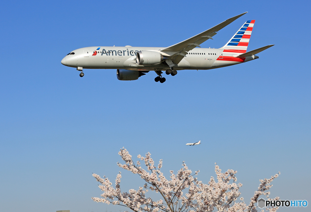 「青空」 桜 と アメリカン航空 B787-8+ 着陸します