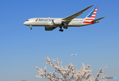 「青空」 桜 と アメリカン航空 B787-8+ 着陸します