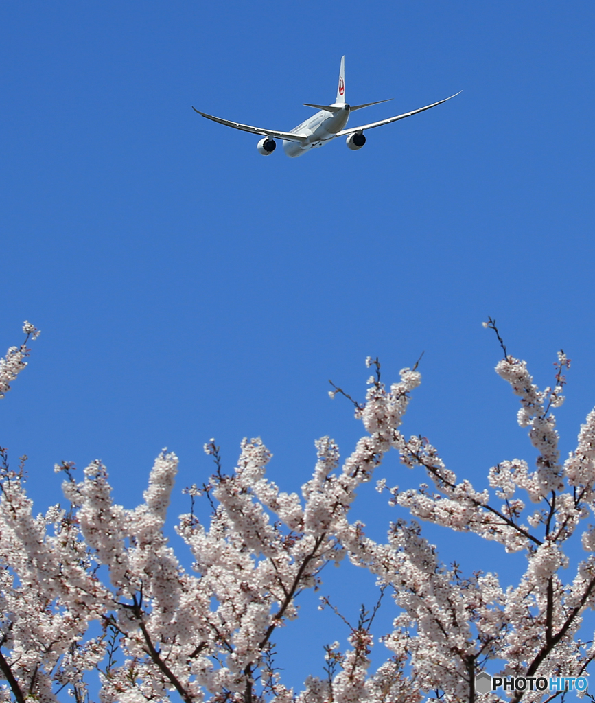 「晴れ」 さくらとJAL 787-9  飛び立ち