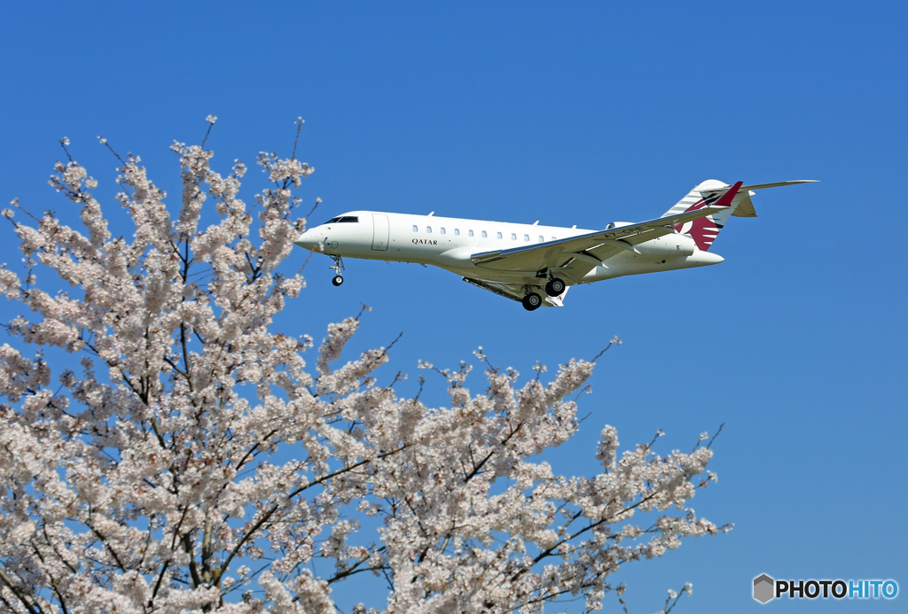 「青色が好き」プライベート：桜とカタール・ボンバルディアBD-700到着 