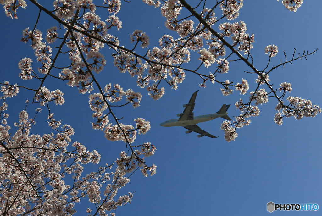 「良い天気」 sakura とジャンボ 離陸