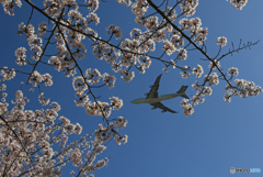 「良い天気」 sakura とジャンボ 離陸