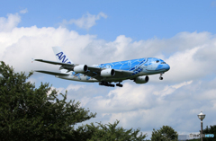 「青色が好き」 Flying honu A380-841 Landing